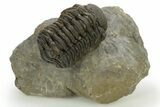 Detailed Morocops Trilobite - Ofaten, Morocco #310263-1